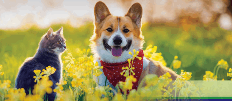 Lançamento: Memorial da Vida Crematório Pet